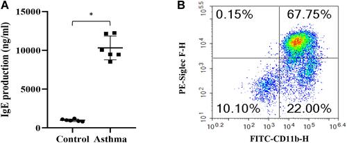 Figure 1 The ELISA and flow cytometric analysis results. (A) Blood samples were collected and level of serum IgE was measured (n=6). (B) The ration of eosinophils in bronchoalveolar lavage fluid (BALF) in asthmatic mice. *p<0.001 compared to control group.