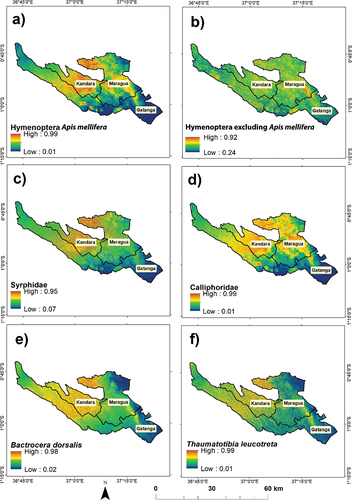 Figure 5. Spatial distribution probability of avocado pollinators (a) Apis mellifera, (b) hymenoptera excluding Apis mellifera, and (c) Syrphidae; avocado flower visitors (d) Calliphoridae and avocado pests (e) Bactrocera dorsalis (f) Thaumatotibia leucotreta predicted using the maximum entropy (MaxEnt) model. The dark blue color indicates a low spatial distribution probability, while the red color represents a high spatial distribution probability. The resolution of the maps is 10 m in relation to spatial resolution of the cropping pattern variable.