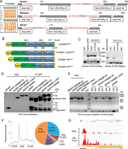 Figure 2. Preferential binding of TARDBP to the primate SQSTM1 transcript 3ʹUTR to suppress SQSTM1 expression. (A) The putative RNA binding conserved sequences “GUGUGUGUGUGU” or “GUGAGGGUGUGU” of TARDBP were determined in the box. In the 3ʹUTR region of the human, macaque and mouse SQSTM1 gene, each (GU/UG)n motif and polyA tail at the downstream of message RNA stop code were predicated. The numbers of GU/UG repeats were indicated in the boxes under the sequences. The consensus motifs with the species were indicated in red. (B) The plasmid DNA structures for expressing full-length TARDBPM337V, truncated C-terminal-TARDBP-(90-414) as TARDBP-35M337V, C-terminal-TARDBP-(184-414) as TARDBP-25M337V; or the nuclear localization signal (NLS) deletion TARDBP-ΔNLSM337V, under the same CMV promoter in pEGFP or pRK vector. (C) Ribonucleoprotein complex (RNA) immunoprecipitation (RIP) assay was performed using TARDBPM337V-FLAG transfected human SH-SY5Y and mouse Neuro-2a cells. The transfected TARDBP was immunoprecipitated by FLAG antibody and the associated mRNAs were then detected by RT-PCR. The human and mouse SQSTM1 3ʹ-UTR cDNAs were used for comparison, and their expression was seen in transfected cells and input. IgG and H2O served as control for the immunoprecipitation and RT-PCR. Compared with mouse Neuro-2a cells, human SH-SY5Y cells show that transfected TARDBP interacted with the human SQSTM1 3ʹ-UTR. (D) Western blotting analysis of the immunoprecipitated pEGFP, pEGFP-TARDBP, pEGFP-TARDBP-35, pEGFP-TARDBP-25 and pEGFP-TARDBP-ΔNLS in HEK293 cells, showed that transfected C-terminal TARDBP fragments could be precipitated by the GFP antibody. (E) The TARDBP-associated RNAs precipitated by anti-GFP (RIP) in SH-SY5Y cells were analyzed by RT-PCR with specific primers for identifying human SQSTM1 3ʹUTR (513 bp) segment. The input or IgG groups served as control. The H2O group was the negative control for the RT-PCR process. The results revealed that all the truncated cytoplasmic TARDBP, but not the GFP control, could interact with human SQSTM1 mRNA 3ʹUTR. (F) TARDBPM337V-associated RNAs were analyzed by deep sequencing (RIP-Seq) to identify the putative pre-mRNA targets. The overall distribution (left panel) and the statistic annotation (right panel) of TARDBPM337V-associated RNAs in RIP-Seq data show the enriched RNA components consisting of the CDS segment (46.65%) and the 3ʹ-UTR segment (28.91%). (G) The UCSC genome browser was used to analyze the general transcript reads of TARDBP associated RNAs. The 3ʹ-UTR segment on the human SQSTM1 gene, localized on the chromosome 5: (179,806,353 … 179,838,078), was successfully captured and amplified by deep sequencing.