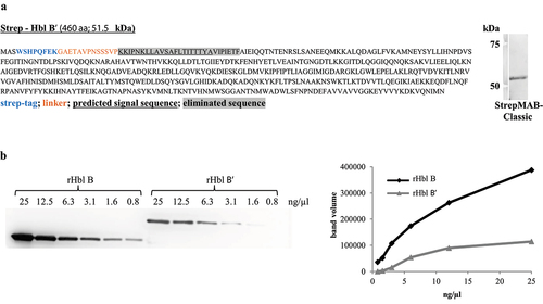 Figure 3. Binding of mAb 11A5 to rHbl B and B.’ (a). Purification of rHbl B’ via N-terminal strep-tag. In the amino acid sequence, the strep-tag is depicted in blue, the linker in orange letters. The predicted signal sequence for secretion [Citation34] is underlined and eliminated amino acids are highlighted in gray. The predicted molecular weight is 51.5 kDa. The protein was detected via Western blot using the strep-tag-specific StrepMAB-Classic. (b). Western blot with decreasing amounts of the rHbl B and B’ proteins. The two proteins are simply distinguishable according to their molecular weight (rHbl B: 40.9 kDa, rHbl B:’ 51.5 kDa). Blackness values are depicted in proportion to the utilized protein concentrations.