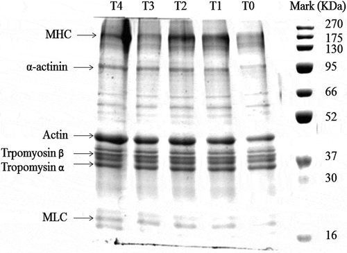 Figure 4. SDS-PAGE patterns of pork salt-soluble proteins (SSP) with various concentrations of BSDF. BSDF: bamboo shoot dietary fiber; MHC: myosin heavy chain; MLC: myosin light chain.BSDF: bamboo shoot dietary fiber; T0: SSP; T1: SSP+1% BSDF; T2: SSP+2% BSDF; T3: SSP+3% BSDF; T4: SSP+4% BSDF. MHC: myosin heavy chain; MLC: myosin light chain.Figura 4. Patrones SDS-PAGE de proteínas de cerdo solubles en sal (SSP) con diversas concentraciones de BSDF. BSDF: fibra dietética de brotes de bambú; MHC: cadena pesada de miosina; MLC: cadena ligera de miosina.