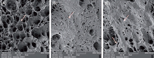 Figure 5. (A), (B), and (C) are SEM images (5000×) of the co-culture of the n-HA/PLLA/Fe2O3 composite and rat OBs at weeks 1, 2 and 3, respectively. With the passage of time, more osteoblasts adhered to the scaffold.