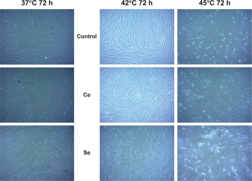Figure 6 Following preincubation with ceria and selenium NPs (500 µg/mL for 24 hours), cells were heat stressed at 37°C, 42°C, and 45°C for 1 hour.Note: Cells were recovered for 72 hours.Abbreviations: NPs, nanoparticles; h, hours; Ce, cerium; Se, selenium.