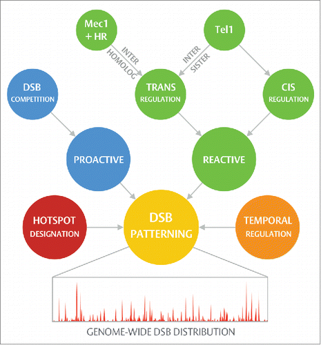 Figure 1. Hierarchical DSB patterning. Regulation of DSB position during prophase I is achieved by means of a hierarchical collection of processes operating via three major nodes: hotspot designation, proactive regulation, and reactive regulation. Rather than acting in isolation, these processes interconnect — sculpting the final DSB distribution with a high degree of complexity (see text for further details). Further to those spatial mechanisms outlined in this review, meiotic recombination is additionally subject to temporal regulation (reviewed in Ref. 2 and Ref. 9), ensuring, for example, that DSB formation occurs post-replication and that the process is ultimately shutdown by homologous chromosome synapsis. Differences in the usage and timing of replication origin activity, and in the relative efficiency of homolog engagement, may therefore permit such processes to contribute, in a generalized manner, to spatial regulation.