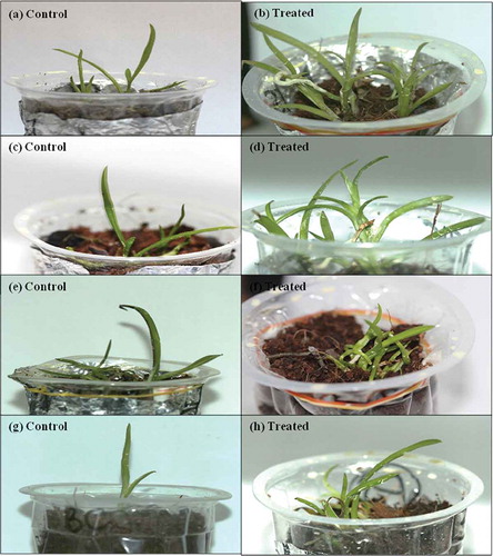 Figure 4. Acclimatization and hardening of the P. indica-colonized plants and uncolonized plants for 3 months using different compositions of substrate at different ratios. (a) Control. (b)Treated. (c) Control. (d) Treated. (e) Control. (f) Treated. (g) Control. (h) Treated.