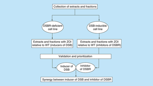 Figure 1. Cell-based screening strategy for development of drugs targeting DNA double-strand break formation and repair in bacteria.A library of extracts (or fractions) are tested simultaneously against a DSBR-deficient cell line (e.g., a recB mutant of Escherichia coli) and a DSB-inducible cell line (e.g., the E. coli SbcCD/palindrome system [Citation9]). A WT E. coli cell line, which is unable to generate the inducible DSB, serves as a control for both screening assays. Extracts (or fractions) that exhibit ZOI against the DSBR-deficient cell line, but not the WT, are designated as inducers of DSBs. Similarly, extracts (or fractions) that exhibit ZOI against the DSB-inducible cell line, but not the WT, are designated as inhibitors of DSBR. The synergistic effect of these candidate extracts (or fractions) is validated by testing in unison against the WT cell line alone. The combination of inducers of DSBs and inhibitors of DSBR that generates ZOI against the WT cell line is expected to exhibit novel antimicrobial activity against pathogenic strains of E. coli. This cell-based screening model is also applicable to drug development against other pathogenic bacterial strains.DSB: Double-strand break; DSBR: DSB repair; WT: Wild-type; ZOI: Zone of inhibition.