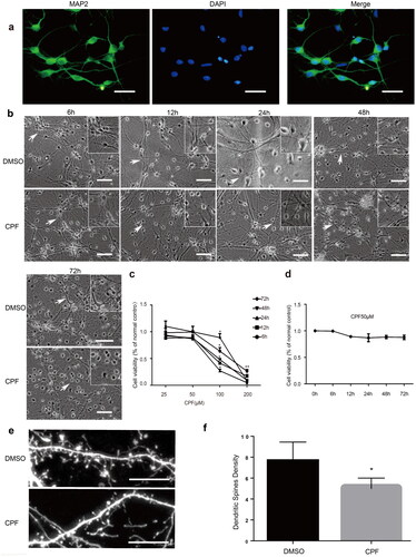 Figure 2. CPF exposure induces structural changes of synapses in primary hippocampal neurons. a) Positive expression of MAP2 was used to identify primary hippocampal neurons (green: MAP2; Blue: DAPI, Scale bar: 25 μm). b) Representative bright-field images of primary hippocampal neurons treated with CPF (50 μM) for different durations (6, 12, 24, 48 and 72 h). Scale bar: 50 μm. Boxed areas on the top right corner represent the magnification indicated by an arrow in the respective image. c) CCK-8 quantification of the survival of primary hippocampal neurons treated with different concentrations of CPF (25, 50, 100 and 200 μM) in each treatment duration group (6, 12, 24, 48 and 72 h). d) Under CPF treatment (50 μM) for different durations (6, 12, 24, 48 and 72 h), cell viability was determined using CCK-8 assay (*P < 0.05; **P < 0.01). e) Representative bright-field images of dendritic spines as treated with CPF (50 μM) in 24 h (Scale bar: 10 μm). f) Bars represent the density of dendritic spines/10 μm without treatment and after CPF treatment. Results are expressed as density of dendritic spines (mean ± s.e.m). Each segment of 10 μm was considered one sample. The samples were obtained from different culture preparations, and at least six neurons were analyzed in each experimental group. Statistical analysis was carried out using one-way ANOVA (*P < 0.05).