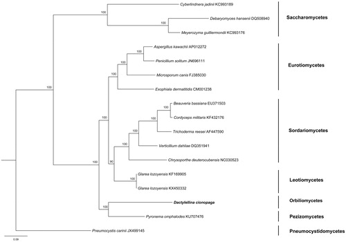 Figure 1. Phylogenetic relationships using Bayesian analysis among 17 Ascomycota fungi based on the concatenated amino acid sequences of 14 mitochondrial protein-coding genes. The following 14 mitochondrial protein-coding genes were concatenated: atp6, atp8, atp9, cytb, cox1, cox2, cox3, nad1, nad2, nad3, nad4, nad4L, nad5, and nad6. Pneumocystis carinii was used as out-group. Bayesian posterior probabilities are shown at nodes.