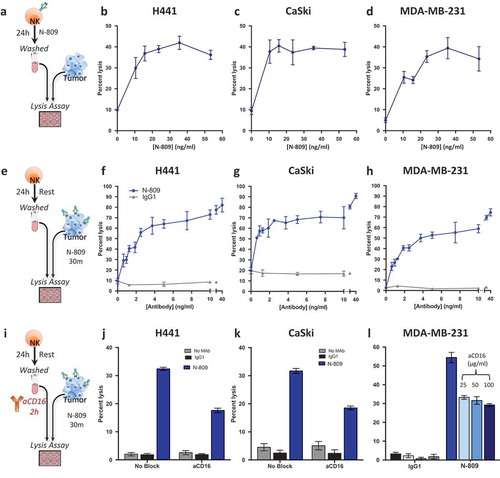 Figure 5. Treatment of NK cells with, or exposure of tumor cells to N-809 increased NK lysis. (a, e, i) Schematics of experimental procedures. All tumor lysis assays were performed using as targets: H441 (lung carcinoma), CaSki (cervical carcinoma), and MDA-MB-231 (breast carcinoma) at a 10:1 E:T ratio. Results from one representative donor are shown for each experiment. (b–d) NK cells were treated ±different concentrations of N-809 prior to being added to the tumor cells. (f-h): Tumor cells were exposed to IgG1 control or N-809 at concentrations up to 40 ng/ml before addition of untreated NK cells. (j, k) Tumor cells were exposed to no MAb, IgG1 control, or N-809 (3.75 ng/ml) before NK cells were added. NK cells had been pre-incubated ±anti-CD16 MAb (25 µg/ml). (l) MDA-MB-231 cells were exposed to N-809 (10 ng/ml). NK cells had been pre-incubated ±anti-CD16 MAb (25–100 µg/ml).