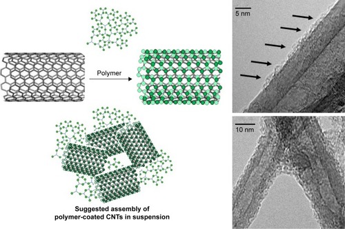 Figure 2 Schematic representation of the hypothetical binding of polyamine polymer to the surface of CNTs.Notes: The thin layer of PAMAM polymer is visible by transmission electron microscopy as a cloudy matter absorbed on the CNT’s surface (black arrows). Aggregates of CNTs indicate that the polyamine polymer is able to interact with multiple CNTs leading to a complex and not homogeneous mixture.Abbreviations: CNTs, carbon nanotubes; PAMAM, polyamidoamine dendrimer.