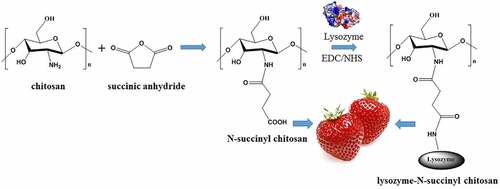 Figure 6. Illustration of N-succinyl chitosan preparation and its application strawberry preservation. Reproduced with permission from Niu et al. 2020., Food Control, 106, 829. [Citation125].