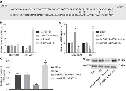 Figure 4. HGF is a target gene of lncRNA LINC00619. A: Bioinformatics website predicted binding sites between HGF and lncRNA LINC00619; B: detection of luciferase activity by dual-luciferase reporter gene assay; HGF gene vector (pmiRRB-HGF-3ʹUTR) was synthetically constructed, which was cotransfected with lncRNA LINC00619 vector, siRNA-lncRNA LINC00619, vector NC, or siRNA-NC into osteosarcoma cells. Cells were collected for detection of luciferase activity. C: RT-qPCR of lncRNA LINC00619 expression and HGF mRNA expression in osteosarcoma cells; D: western blot analysis of HGF protein expression in osteosarcoma cells. E: protein bands of HGF in osteosarcoma cells. n = 3. *, p < 0.05 compared with the NC group. Data were presented as mean ± standard deviation and the comparison among multiple groups was analysed ANOVA.