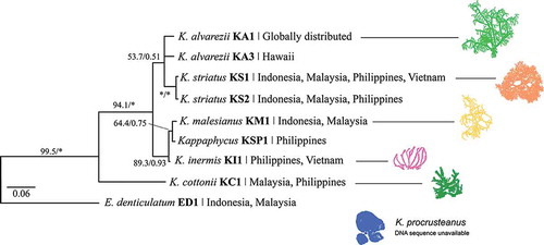 Fig. 3. Phylogeny of Kappaphycus spp. based on concatenated cox1 + cox2-3 spacer molecular markers. DNA sequences were based on Zuccarello et al. (Citation2006), Conklin et al. (Citation2009), Dumilag & Lluisma (Citation2014), Lim et al. (Citation2014a), Tan et al. (Citation2012, Citation2014) and relevant GenBank sequences. Supplementary details are summarized in Table S1. Maximum likelihood bootstrap support/Bayesian posterior probabilities (expressed in percentages). Diagrams not drawn to scale. * indicates 100%/1.00 support.