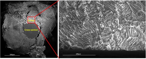 Figure 5. Topography of the attacked Zn wire surface after removal of corrosion products (surface is 38° to SEM electron column). The striated domain directions are determined by the orientation of the underlying grains.