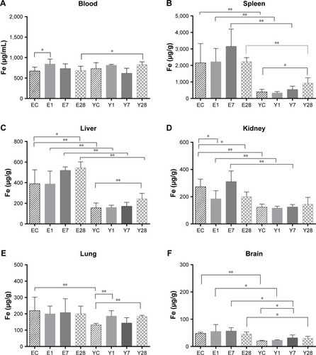 Figure 3 Biodistribution of iron as obtained by inductively coupled plasma optical emission spectrometry (ICP-OES).Notes: Concentration of iron in the blood (µg/mL) (A) and in the organs (µg/g) in decreasing order from spleen to brain (B–F). Asterisks indicate significant (*P<0.05) and highly significant (**P<0.01) differences.Abbreviations: EC, elderly control; E1, E7, and E28, elderly groups investigated at day 01, day 07, and day 28 after NpCit treatment, respectively; YC, young control; Y1, Y7, and Y28, young treated groups investigated at day 01, day 07, and day 28, respectively.