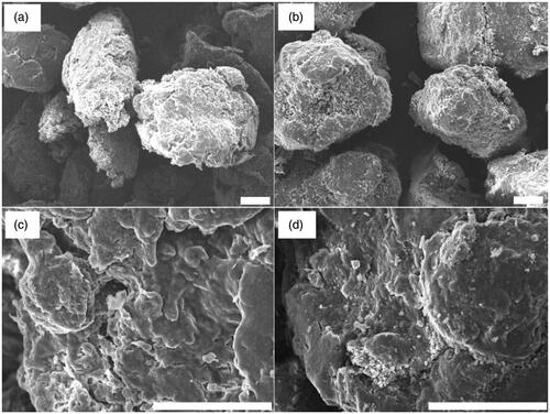Figure 5. SEM micrographs of (a, c) HES MPs and (b, d) HES-4 MPs. Scale bar = 100 µm.