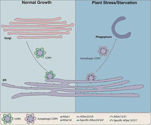 Figure 1. Working model of the COPII vesicles function in the early secretory and autophagy pathways in plants. Under normal growth condition, the COPII vesicles, consisting of small GTPase AtSar1, inner coat AtSec23-AtSec24, and outer coat AtSec13-AtSec31, regulate the ER to Golgi trafficking. Upon plant stresses or nutrient-deficiency conditions, a AtSar1d-positive unique population of COPII vesicles forms to modulate phagophore progression