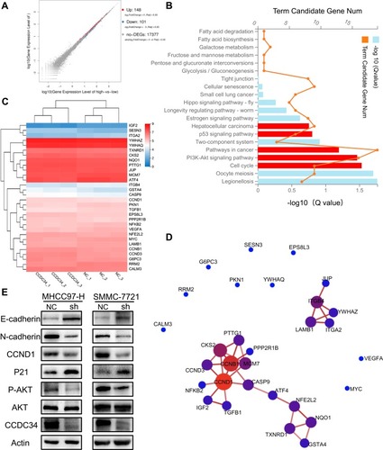 Figure 5 The activation of AKT pathways and EMT process hampered by silencing of CCDC34.Notes: (A) A scatter plot shows the number of the DEGs analyzed by the RNA sequencing in the BEL-7404-CCDC34-OE cells (fold change >2.0 and P-value <0.05). (B) The KEGG pathway enrichment analysis of all the DEGs. (C) A heatmap consisting of the DEGs extracted from the five HCC-related modules (red) of Figure 5B. (D) Protein-protein interaction (PPI) network analysis for the DEGs extracted from the five HCC-related modules (red) of Figure 5B. The size of the nodes indicates the number of neighboring nodes directly connected to the node. (E) Representative Western blot assays for the protein level of CCDC34, AKT, p-AKT, P21, CCND1, N-cadherin and E-cadherin.Abbreviations: EMT, epithelial-mesenchymal transition; DEGs, differentially expressed genes; OE, overexpression; KEGG, Kyoto Encyclopedia of Genes and Genomes; PPI, protein-protein interaction.