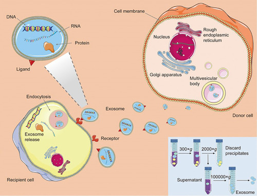 Figure 3 Schematic illustration of generation, release and cargo transfer of exosomes.