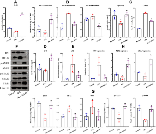 Figure 5 The effects of SIRT1 up-regulation on AIA monocytes in vitro. (A) Levels of IL-10 in culture medium from normal and AIA monocytes in the presence of RSV or not; (B) expression of gene SIRT1 and PKM1/2 in the cells from assay A; (C) levels of pyruvate and lactate in culture medium from normal monocytes, AIA monocytes and AIA monocytes overexpressing SIRT1; (D) levels of IL-10 in the medium from assay C; (E) ATP concentrations in the cells from assay C; (F) expression of protein TPI1, HIF-1α, p-AMPK, AMPK, p-STAT3, STAT3, and SIRT1 in the cells from assay C; (G) quantified results of assay F; (H) expression of gene TPI1, TGM2 and c-MAF in the cells from assay C. Statistical significance: *p < 0.05 and **p < 0.01 compared with normal monocytes; #p < 0.05 and ##p < 0.01 compared with untreated AIA monocytes.