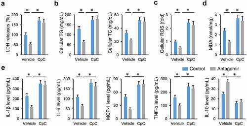 Figure 7. miR-665-3p antagomir prevents NAFLD progression via activating AMPKα in vitro. (a) LDH releases in the miR-665-3p antagomir-treated hepatocytes with or without CpC incubated upon PO stimulation. (b) Intracellular TG and TC levels. (c) Cellular ROS levels determined by DCFH-DA probe. (d) MDA levels. (e) The levels of IL-1β, IL-6, MCP-1, TNF-α and IL-10 in the miR-665-3p antagomir-treated hepatocytes with or without CpC incubated upon PO stimulation. All results were expressed as the means ± standard deviations, n = 6 for each group, and *P < 0.05 was considered statistically significant.