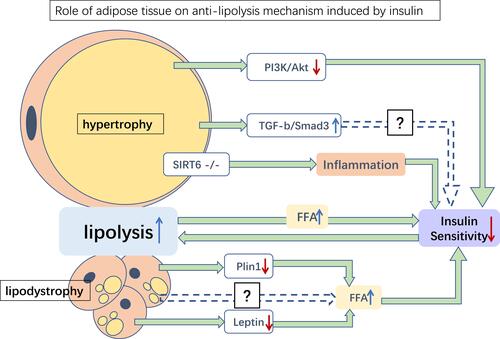 Figure 3 Role of adipose tissue on anti-lipolysis mechanism induced by insulin. Several possible mediations of the anti-lipolysis effect of insulin in hypertrophy and lipodystrophy adipose tissues. Hypertrophy of adipose tissue may damage insulin sensitivity by inhibiting PI3K/Akt, upregulating TGFβ/Smad3, and inhibiting SIRT6, resulting in increased lipolysis. Meanwhile, lipodystrophy adipose tissue downregulates the expression of Plin1 and leptin, thereby increasing FFA levels and reducing insulin sensitivity. Increased lipolysis releases more FFA and aggravates insulin sensitivity damage. Green→: promotion; blue dotted→: potential pathways; red ↓: reduction; blue ↑: increase.Abbreviation: FFA, free fatty acid.