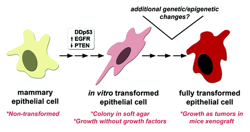 Figure 4. A MCF10A model for BBC transformation. We demonstrate that introducing three highly prevalent somatic alterations (EGFR, p53, PTEN) in BBC biopsies was capable of transforming MCF10A cells as shown by growth in the absence of growth factors and anchorage-independent colony formation in soft agar. Given the high frequency of other somatic genetic and epigenetic changes found in BBC, additional genetic and/or epigenetic changes likely contribute to further transform the EGFR-p53DD-PTEN−/− cell line model in vitro and in vivo.