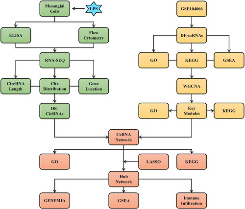 Figure 1. The study flowchart for mesangial cell-derived CircRNAs in CGN using RNA sequencing and bioinformatics analysis.