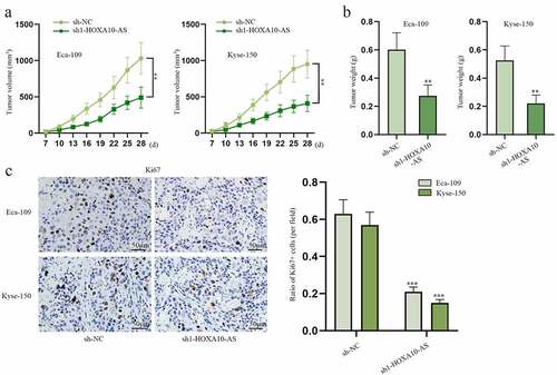 Figure 2. HOXA10-AS stimulates EC tumor growth.