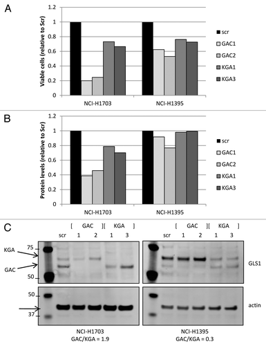 Figure 6. Transient GLS1 splice variant knockdown. Cell growth was assessed by measuring viable cell count (A) or total protein levels (B; BCA analysis) in cell lines that had GLS1 splice variant transiently knocked down by specific siRNA oligos directed against either GAC or KGA. Equalized protein lysates of experimental samples (from A) were analyzed for GLS1 splice variant and actin expression (C).