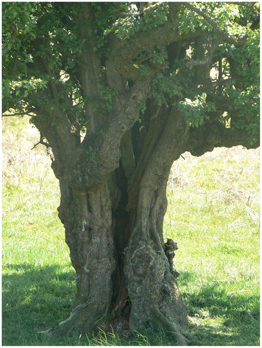 Figure 4. Upland Veteran Hawthorn, Peak District Eastern Moors. © Ian D. Rotherham, reproduced with permission.