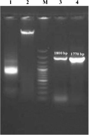 Figure 3. Specific PCR amplification PFR1 and PFR2 coding sequences from genomic DNA of T. evansi. Lane M: 100 bp DNA ladder plus (Fermentas). Lane 1: RNA of T. evansi. Lane 2: DNA of T. evansi. Lane 3: Amplification of 1800 bp coding sequence of PFR2 from T. evansi DNA. Lane 3: Amplification of 1770 bp coding sequence of PFR1from T. evansi DNA.