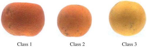 FIGURE 1 Class references for color distance analysis.
