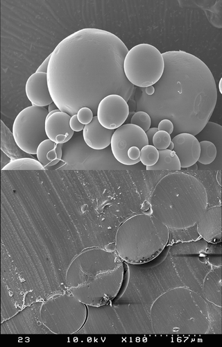 FIG. 6 SEM micrographs illustrate the external and internal morphology of PLGA75:25 microspheres prepared by the reverse micellar encapsulation process. The microspheres have spherical surface, and their internal matrices are free of hollow cavities.