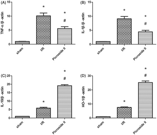 Figure 4. The mRNA level of TNF-α, IL-1β, IL-10 and HO-1 in the kidney. (A) Effects of Picroside II on the mRNA level of TNF-α after 45 min of ischemia followed by 12 weeks of reperfusion. (B) Effects of Picroside II on the mRNA level of IL-1β after 45 min of ischemia followed by 12 weeks of reperfusion. (C) Effects of Picroside II on the mRNA level of IL-10 after 45 min of ischemia followed by 12 weeks of reperfusion. (D) Effects of Picroside II on the mRNA level of HO-1 after 45 min of ischemia followed by 12 weeks of reperfusion. mRNA was standardized for β-actin mRNA (means ± SEM; *p < 0.05 versus sham; # p < 0.05 versus I/R).