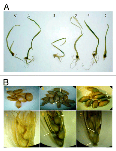 Figure 2. Histochemical gus assay showing gene expression (A) in transgenic plantlets while no expression can be detected in non-transgenic plant (C). (B) In transgenic T 1 seeds and spikes (B and C) while no expression can be detected in non-transgenic seeds and spikes (A).
