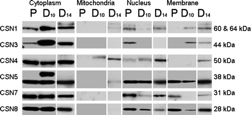 Figure 3.  Representative fractionation and immunoblot analysis of the COP9 signalosome subunits in C2C12 skeletal myoblasts/tubes. Proliferating (P) C2C12 myoblast fractions. C2C12 myoblast/tube fractions after 10 days (D10) of differentiation. C2C12 myotube fractions after 14 days (D14) of differentiation. Four fractions were examined: cytoplasm, mitochondrial, nuclear, and membrane. Antibodies specific to various COP9 subunits are indicated. Note: CSN3 was only found with the membrane fraction in differentiated C2C12 cells when β1D integrin was expressed (data not shown).