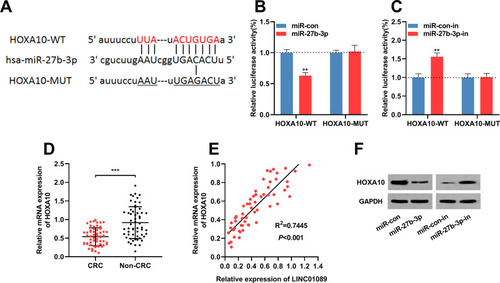 Figure 4 miR-27b-3p targeted HOXA10 in CRC cells. (A) HOXA10 3ʹUTR wild type luciferase reporter vector (HOXA10-WT) and HOXA10 3ʹUTR mutant luciferase reporter vector (HOXA10-MUT) with a binding site mutation at miR-27b-3p in HOXA10 3ʹUTR were constructed. (B) HOXA10-WT or HOXA10-MUT vector and miR-con/miR-27b-3p mimics were co-transfected into 293T cells. The luciferase activity was then determined. (C) HOXA10-WT or HOXA10-MUT vector and miR-con/miR-27b-3p inhibitor were co-transfected into 293T cells. The luciferase activity was then determined. (D) The mRNA expression levels of HOXA10 in 57 pairs of CRC tissues and adjacent normal tissues were investigated by qRT-PCR. (E) Pearson’s correlation analysis demonstrated that the expression levels of LINC01089 and HOXA10 in CRC tissues were positively correlated. (F) Western blot was utilized to investigate HOXA10 protein level in CRC cells after miR-27b-3p overexpression or down regulation. **Symbolizes P < 0.01, and ***Symbolizes P < 0.001.Abbreviations: CRC, colorectal cancer; UTR, untranslated region; WT, wild type; MUT, mutant; miR-con, miRNA mimics control; miR-con-in, miRNA inhibitors control; miR-27b-3p-in, miR-27b-3p inhibitors.