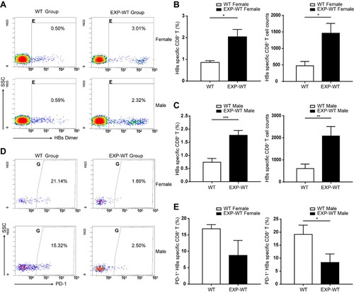 Figure 2. The HBs-specific CD8+ T cells in the liver of EXP-WT mice were significantly more than those in WT group. (A) HBs-specific CD8+ T cells isolated from the liver of WT mice and EXP-WT mice were analysed by flow cytometry. (B) and (C) Analysis of HBs-specific CD8+ T cells percentage (left) and cell counts (right) in liver of female mice (B, n = 8) and male mice (C, n = 8) in two groups. (D) The HBs-specific PD-1+ CD8+ T cells in the liver of two groups analysed by flow cytometry. (E) Comparation of PD-1 positive HBs-specific CD8+ T cells in the liver of two group mice. Left, female (n = 5); right, male (n = 5). *P < .05; **P < .01; ***P < .001.