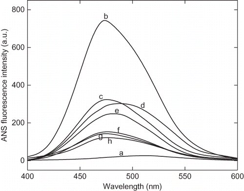 Figure 6 The 8-anilinonaphathalene-1-sulphonic acid (ANS) fluorescence spectra of enzyme at native and acidic pH in presence of cosolvents. Enzyme solutions were incubated at acidic pH in presence of cosolvents for 12 h before recording the spectra. The curves (a) and (b) represent pH 7 and 2.25 in absence of cosolvents, respectively. Curves (c), (d), (e), and (f) represent the spectra in presence of 30% of trehalose, sorbitol, sucrose, and glycerol at pH 2.25, respectively. The curve (g) and represent 100 mM CaCl2 and 250 mM of NaCl, respectively.
