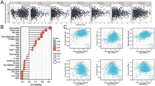 Figure 5 Correlation of CES2 expression with immune cell infiltration in breast cancer. (A) Analysis of the relationship between CES2 expression and tumor purity and six immune cells by TIMER database. (B) Lollipop plot of CES2 correlation with different immune infiltrating cells in breast cancer analyzed by GSVA package. (C) Correlation of CES2 with several breast cancer immune infiltrating cells was calculated by ssGSEA.