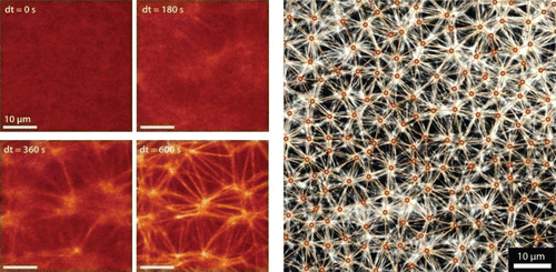 Figure 15. Counterion-induced formation of aster-based actin bundle networks in confined droplets. Left side: snapshots showing the transition from an actin filament solution (at dt=0 s) to a stable actin bundle network following a slight increase in counterions above their critical concentration for inducing filament aggregation. Right side: aster-based bundle networks obtained by counterion-condensation appear highly regular regarding the average aster distances. Images were taken using confocal microscopy (left side) and epi-fluorescence microscopy (right side). Figure was adapted from Citation144.