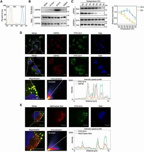 Figure 4. Q14 peptide targets USP30 in cells. (A) FACS analysis illustrates the internalization of FITC-labeled Q14 peptide in A172 cells. Data are representative of two independent experiments. (B) SA-affinity-isolation assay in A172 cells treated with DMSO, biotin, biotin-labeled Q14 peptide (B-Q14, 50 µM) or biotin-labeled scramble peptide (B-Qscr, 50 µM) for 12 h. Western blots from a single experiment were developed with anti-USP30 antibody. GAPDH was used as a loading control. (C) Cellular thermal shift assay was carried out in A172 cells treated with DMSO or Q14 peptide (100 µM) for 12 h. Representative immunoblot was developed with anti-USP30 antibody in a single experiment. GAPDH was used as a loading control. Quantification results are shown on the right. Data are presented as mean ± s.e.m. from three independent experiments. (D) Immunofluorescence showing the colocalization between USP30 and FITC-Q14 peptide. Scale bars: 10 μm. The intensity profiles of USP30 and FITC-Q14 peptide along the white line are plotted on the right panels, with the colocalizing sites marked by yellow arrows. Correlation was determined by Pearson’s coefficient (R value indicated). The white dotted-lined boxes indicate representative fields to be shown in magnification. (E) Immunofluorescence showing the colocalization between FITC-Q14 peptide and MitoTracker Red-marked mitochondrial. Scale bars: 10 μm. The intensity profiles of FITC-Q14 peptide and mitochondrial along the white line are plotted on the right panels, with the colocalizing sites marked by yellow arrows. Correlation was determined by Pearson’s coefficient (R value indicated). The white dotted-lined boxes indicate representative fields to be shown in magnification. Full-length gels for B and C are in Fig. S8.