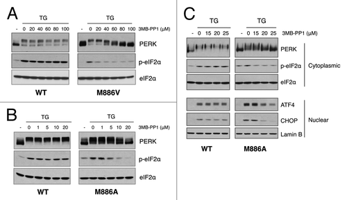 Figure 2. Analog-sensitive PERK alleles are functional in the context of cells. (A) 3-MB-PP1 inhibits PERK M886V. PERK−/− mouse fibroblasts expressing PERK WT or M886V were pre-treated with the indicated doses of 3-MB-PP1, then challenged with thapsigargin (TG) for 1 h. PERK activation was assessed by western blot for PERK and eIF2α phosphorylation. (B) 3-MB-PP1 inhibits PERK M886A. PERK−/− mouse fibroblasts expressing PERK WT or M886A were treated as described in (A). (C) Cells were pre-treated with the indicated doses of 3-MB-PP1, then challenged with TG for 4 h to induce ATF4 and CHOP expression. Cytoplasmic fractions were probed for PERK and p-eIF2α, with total eIF2α to control for equal loading. Nuclear fractions were probed for ATF4 and CHOP, with lamin B as a loading control.