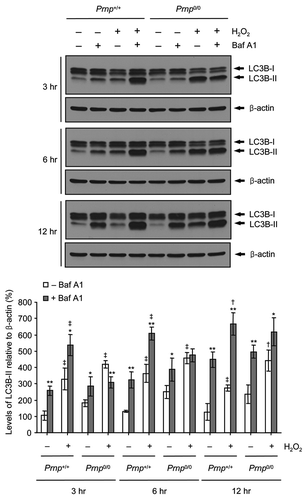 Figure 3. Impaired autophagic flux in Prnp0/0 cells exposed to H2O2. Cells were incubated with or without 500 μM H2O2 in the presence or absence of 20 nM bafilomycin A1 (Baf A1) for the indicated time periods. Cell lysates were subjected to western blot analysis using anti-LC3B or anti-β-actin antibody (upper panel), and the expression of LC3B-II was quantified using densitometry analysis (lower panel). At least 3 independent experiments were used to assess the percentage of LC3B-II expression relative to that of β-actin. The data represent the means ± SD of 3 independent experiments. *p < 0.05 and **p < 0.01, significant differences between Baf A1-treated and untreated cells; †p < 0.05 and ‡p < 0.01, significant differences between H2O2-treated and untreated cells.