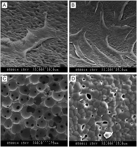 Figure 3. SEM images of cells on bioceramic scaffolds. (A) Chondrocytes on β-TCP bioceramic scaffolds. (B) Osteoblasts on β-TCP bioceramic scaffolds. (C) Section image of β-TCP bioceramic scaffolds. (D) Surface image of β-TCP bioceramic scaffolds.