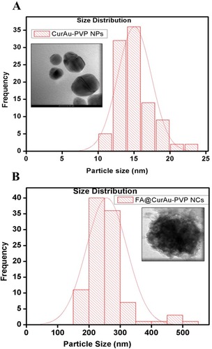 Figure 2 Size distribution and transmission electron microscopy images of (A) curcumin–gold–polyvinylpyrrolidone nanoparticles (CurAu-PVP NPs), (B) folic acid–curcumin–gold–polyvinylpyrrolidone nanoconjugates (FA–CurAu-PVP NCs).