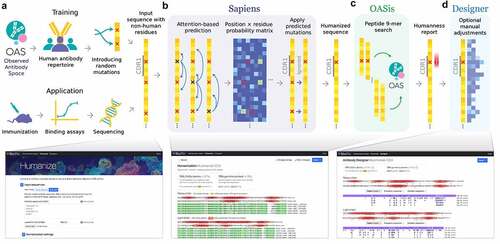 Figure 1. BioPhi integrated pipeline for bulk humanization (Sapiens) and humanness evaluation (OASis).