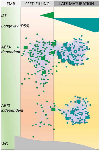 Figure 2. Gene regulatory network analysis during seed development of M. truncatula reveals two modules associated respectively with desiccation tolerance (DT, green) and longevity (P50, blue). Within each module, large squares represent transcription factors and circles, other hub genes. The upper network represents genes that are confirmed targets of MtABI3 whereas the bottom network corresponds to genes that are not regulated by MtABI3. Data are from Righetti et al. (Citation2015). EMB, embryogenesis. WC, water content.