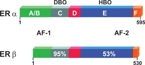 Figure 4 The domain structure of the oestrogen receptors. The N-terminal domain with its ligand-independent activation function-1 (AF-1). The C (DNA-binding) domain mediates sequence-specific DNA binding. The D- or hinge-domain contains nuclear translocation signal and the multifunctional E/F domain, responsible for ligand binding, homo- and heterodimerization, and ligand-dependent co-factor interaction (AF-2).